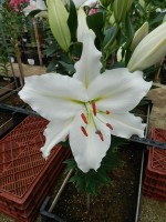 [4477 PO65 08-23-39 Pieter No02.JPG]